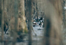 AGFC planning improvements at NE WMA The AGFC plans to renovate greentree reservoirs at the Dave Donaldson Black River WMA this year and is seeking the public's input. (Greenhead photo)