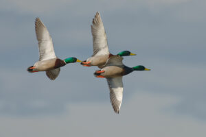 An image of three male mallards in flight