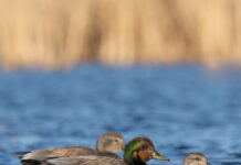 Arkansas senators call for habitat stewardship in federal refuges