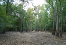 AGFC outlines plans for Black River WMA renovations