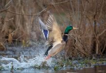 Waterfowl season dates set