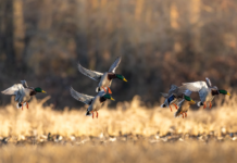 Asking the Right Questions: The Habitat Question