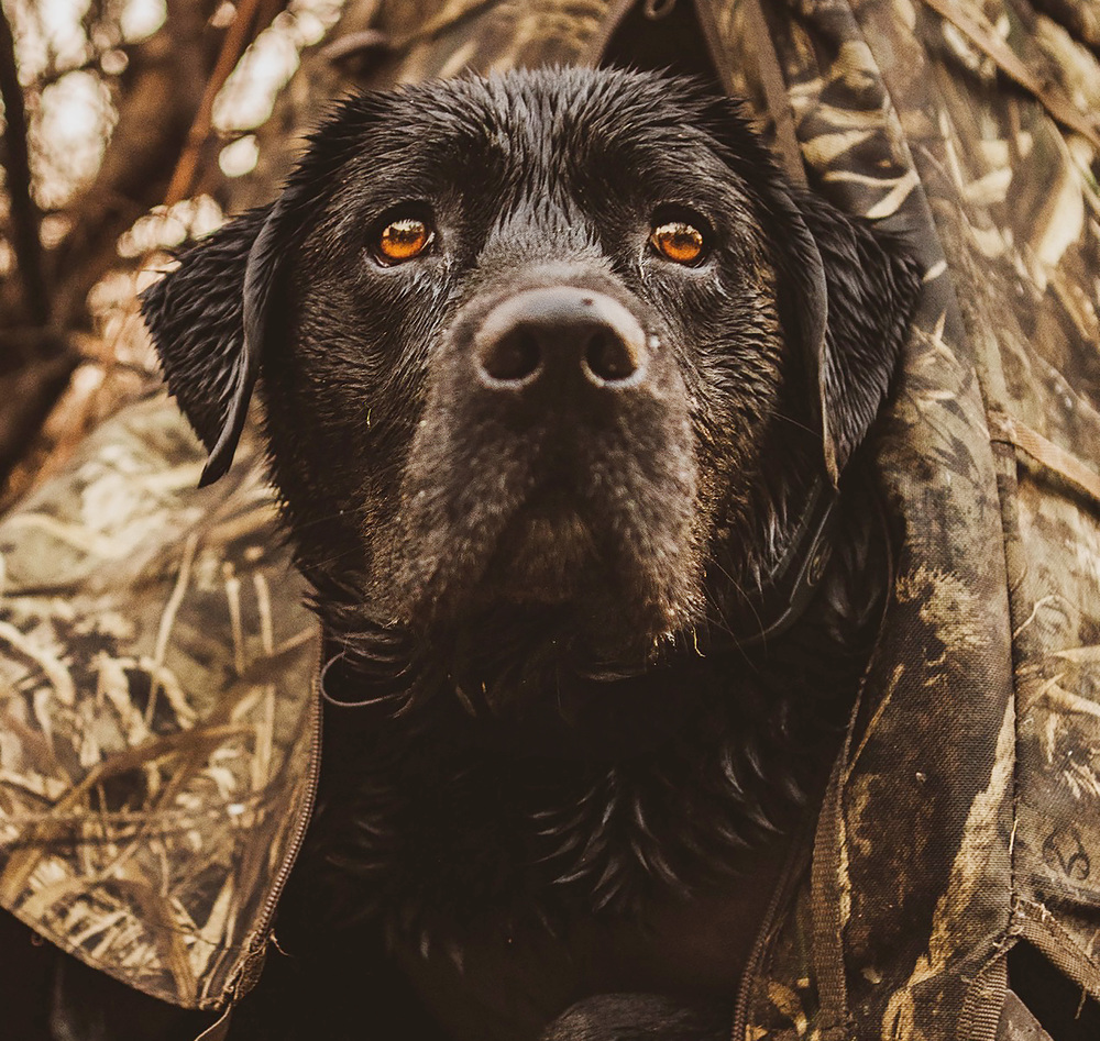 Greenhead 2026, My Best Shot | Matt Zilla