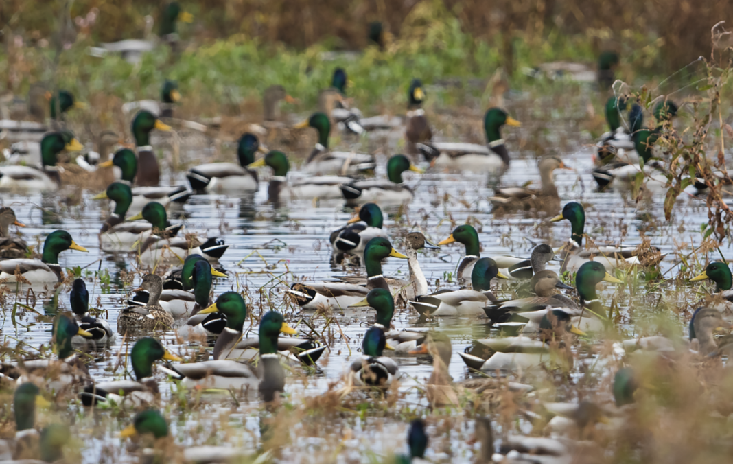 Greenhead 2026, The Redistribution Question