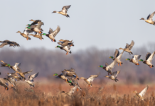 Asking the Right Questions: Habitat or Redistribution