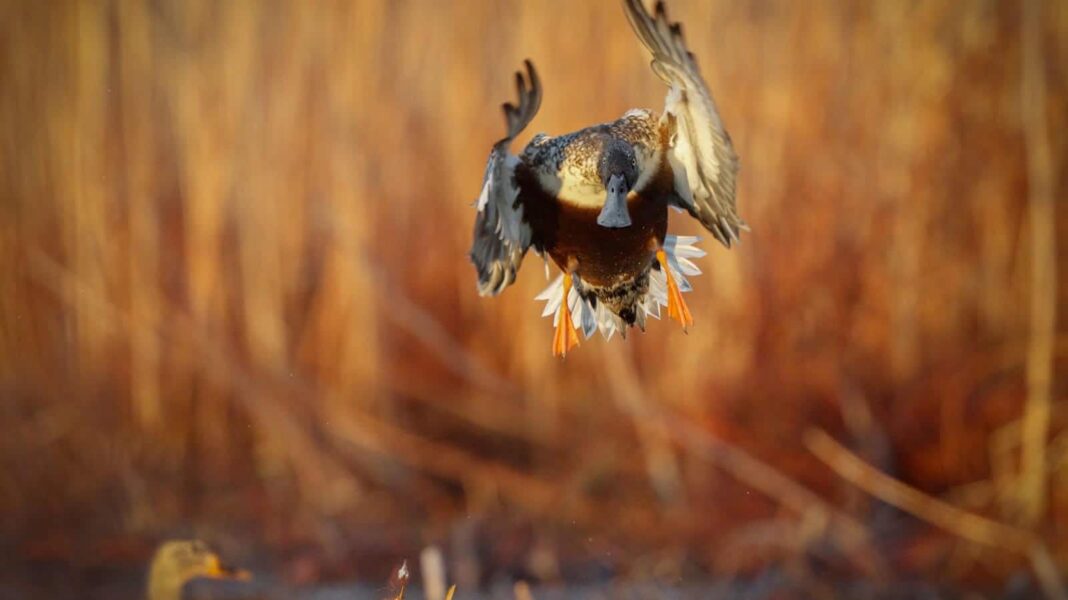 shoveler winthroath