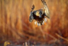 Duck numbers similar to ’25, hunters hoping for rain